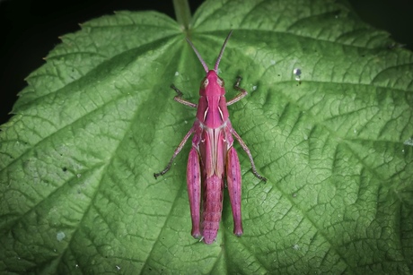 Roze sprinkhaan 