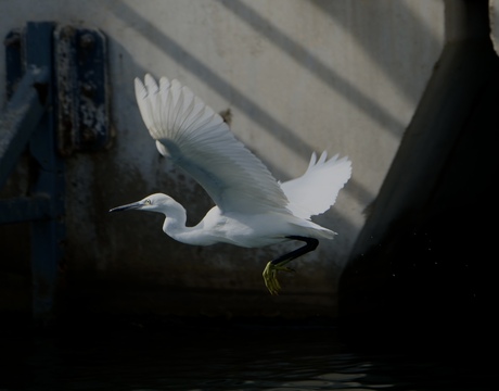 Kleine zilverreiger