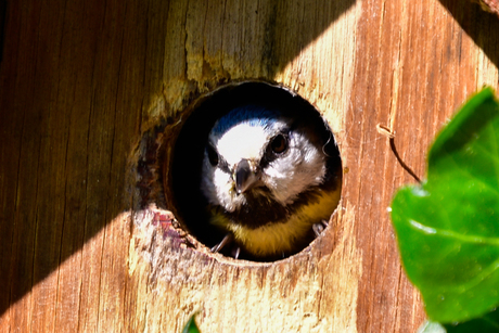 druk in de tuin