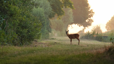 Goedemorgen!