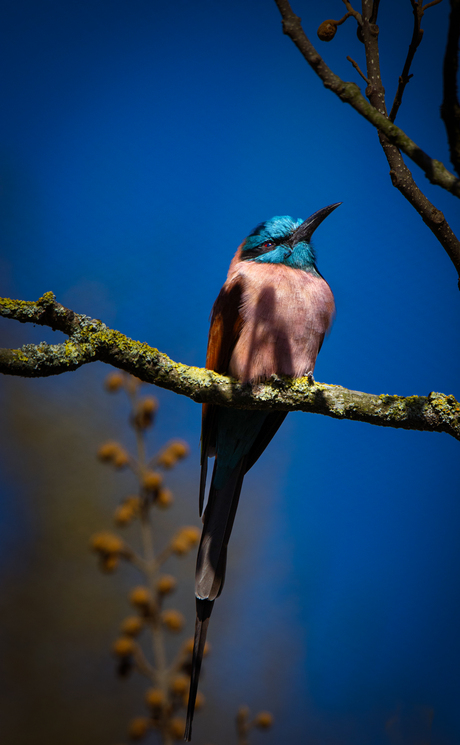 Merops Muelleri