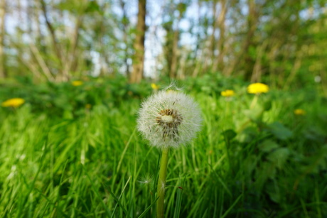 Dandelion