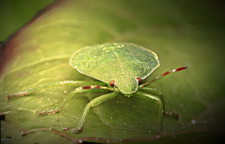 Groene veldschildwants