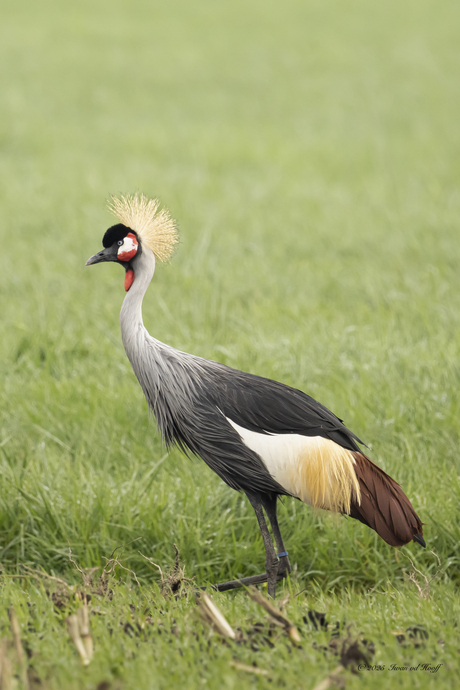 Grijze kroonkraanvogel 