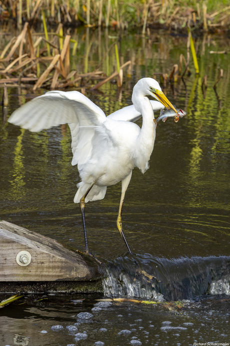 Zilverreiger vs baars