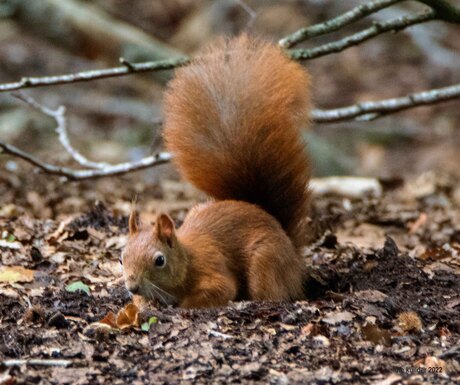 DIEREN