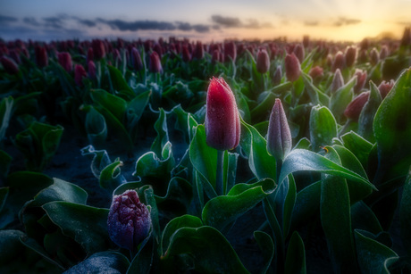 Tulpen Goeree-Overflakkee 