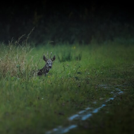 De Stille Wachter: Ree Verborgen Rust Plekje