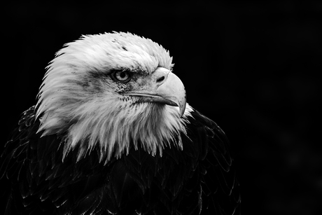 Amerikaanse zeearend