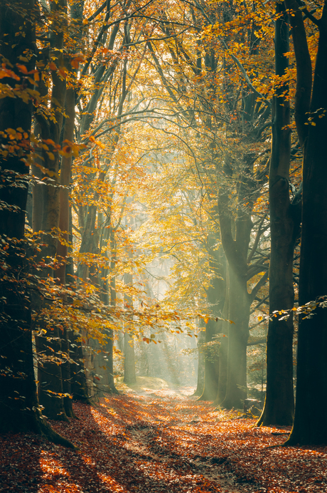 Herfstwandeling