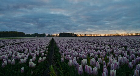 Tulpenveld in Drenthe.