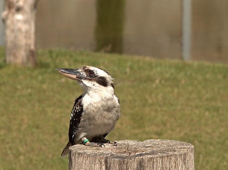 Kookaburra  lachvogel