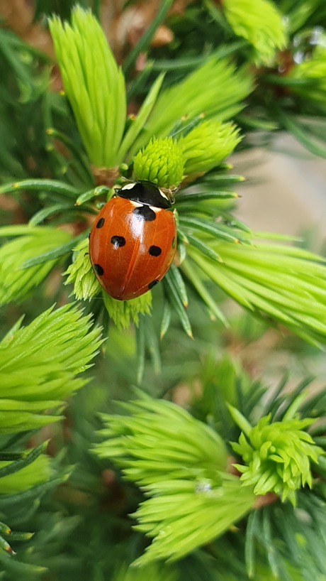 lieveheersbeestje 