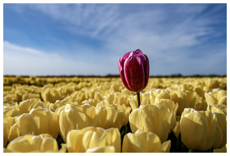 Who's Afraid of Red, Yellow and Blue