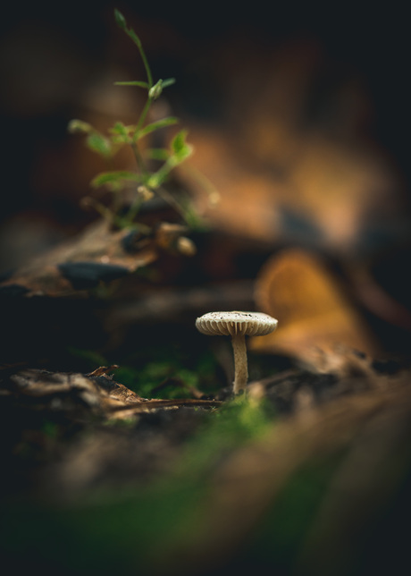 Mini-paddestoel in het bos