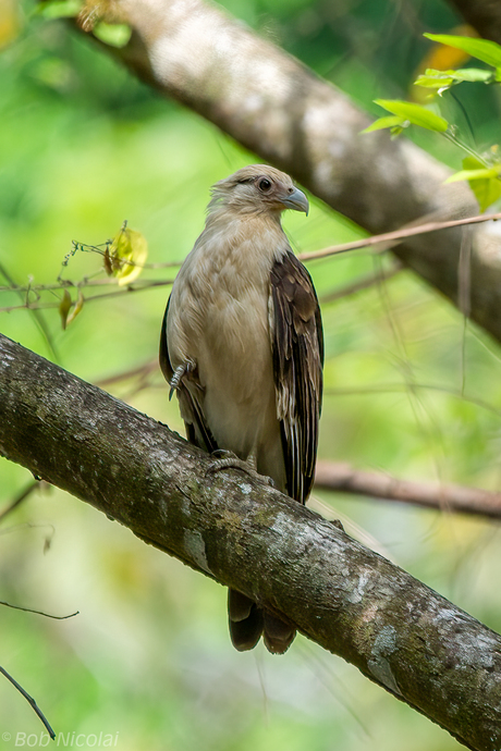 Yellow Headed Caracara