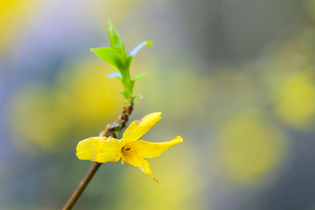 Forsythia