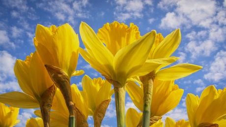 Voorjaar in de winter