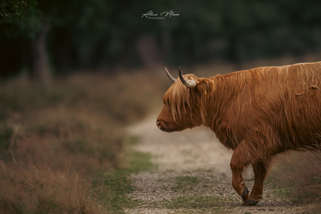 Schotse hooglander