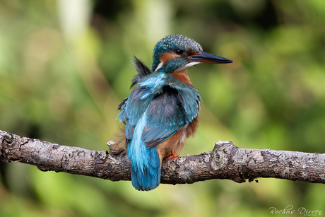 Straight out of bed or a bad feather day