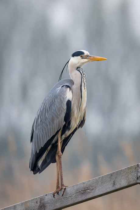 Blauwe reiger