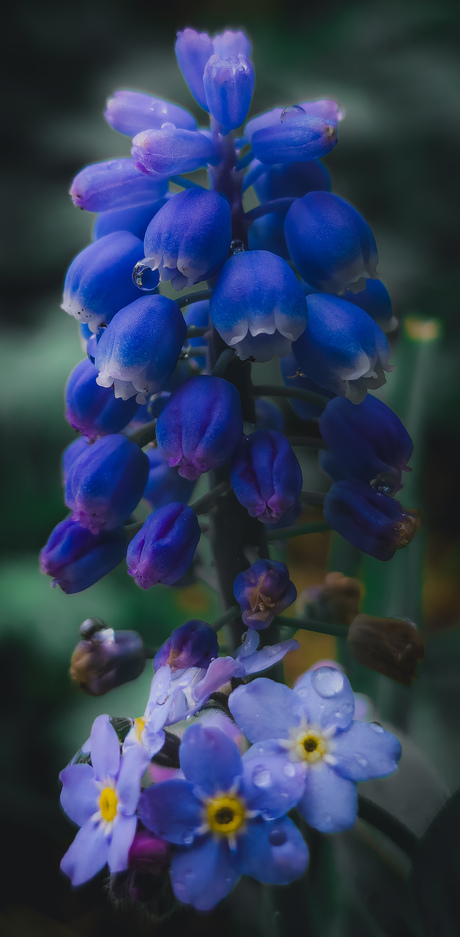 Blauw
