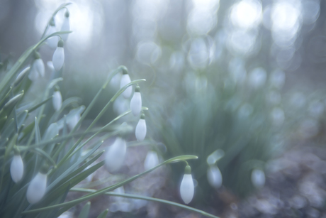 sneeuwklokjes