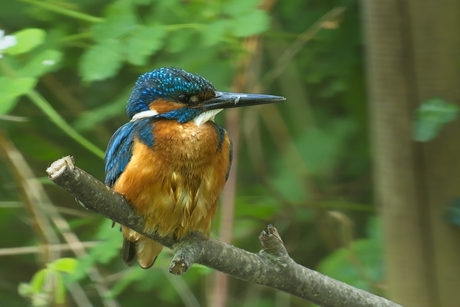 IJsvogel