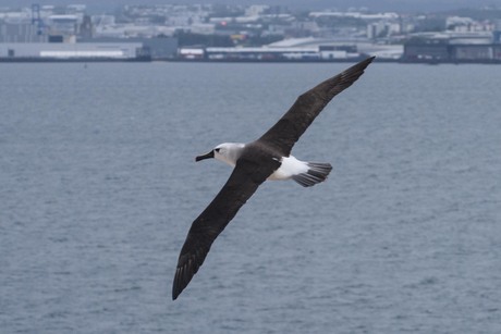 Atlantische geelneus albatros