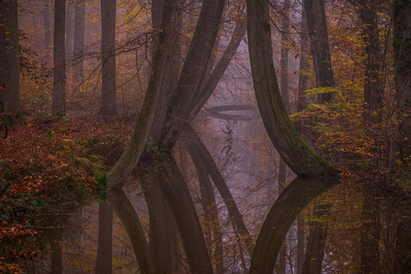 Dansende bomen 