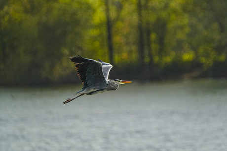Reiger