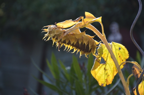 Einde zonnebloem , begin herfst.