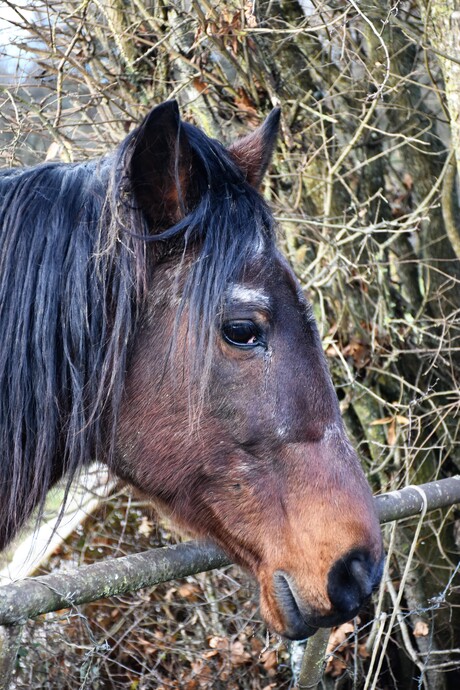 paard