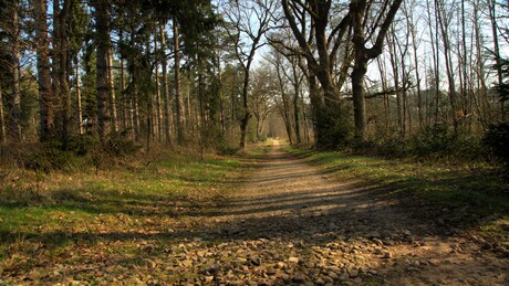 Bospad zonder hochsitz