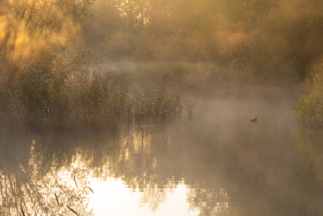 Zwemmen in de mist