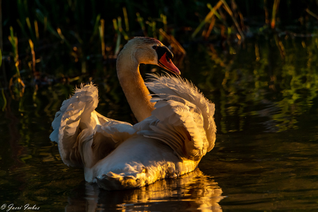 mute swan is shoing off