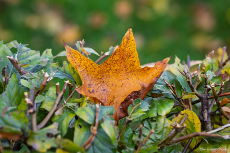 Herfst