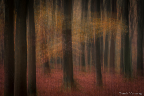 Herfst in het bos