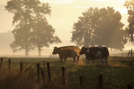 De koeien dampen in de frisse ochtend