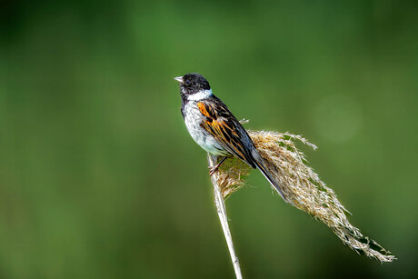 De rietgors (Emberiza schoeniclus)