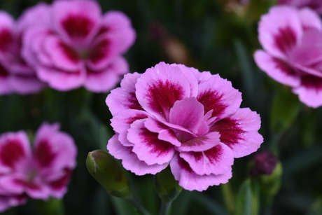 Oefenen met Scherptediepte