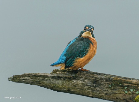 Kingfisher