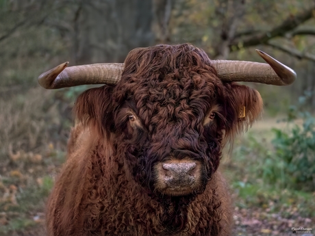 De Koning van het bos. 