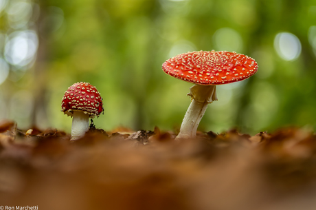 Paddenstoelen en nog eens paddenstoelen ,ze schieten uit de grond en zijn een dankbaar foto object.