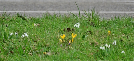 crocussen