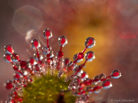Kleurrijke zonnedauw