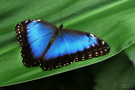 Morpho peleides