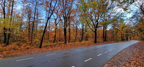 Een weg vol herfstkleuren 