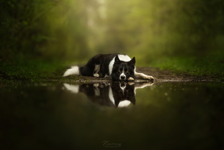 Reflection