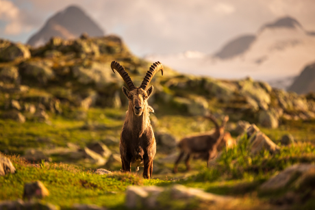 Steenbokken op de Nufenenpass